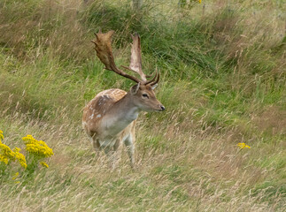Fallow deer stag grazing in the meadow
