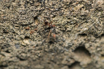 formica fusca ant insect macro photo