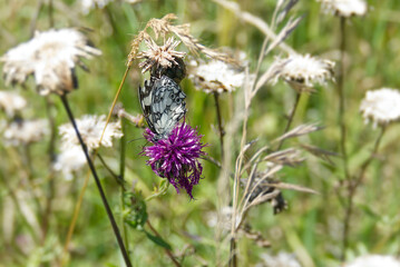 Marbled White (Melanargia galathea) butterfly sitting on a pink scabiosa in Zurich, Switzerland