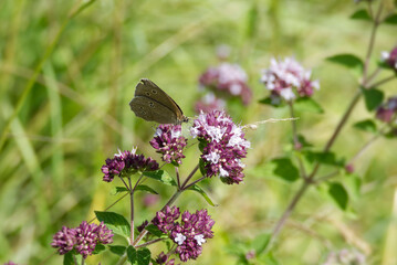 Ringlet (Aphantopus hyperantus) butterfly sitting on a pink flower in Zurich, Switzerland