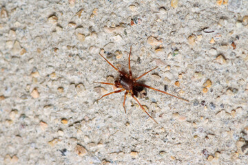 xysticus kochi spider macro photo