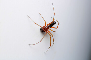 xysticus kochi spider macro photo