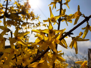 Four Yellow Petals Bloom on a Tree Branch Under the Bright Sun in Early Spring