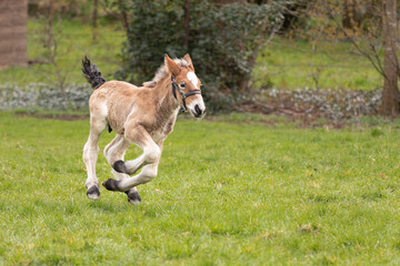 Happy young foal runs through the meadow.