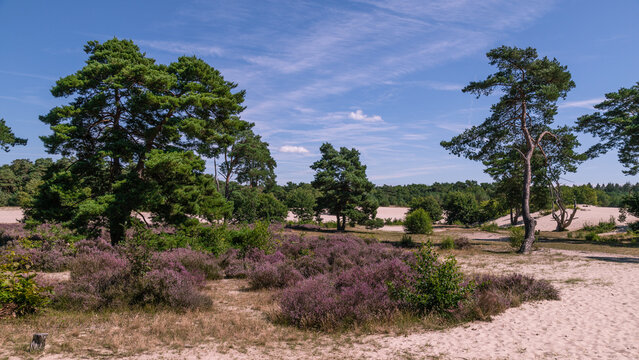 Blooming heather in the Soesterduinen nature reserve, which was formed by advancing land ice in the penultimate ice age.