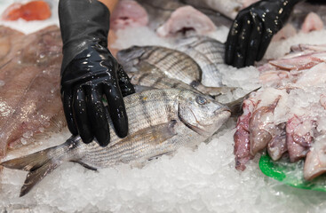 fish on the fishmonger's display