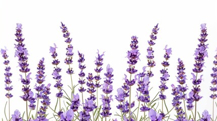 Lavender plant on white background, Lavender flowers, on white background