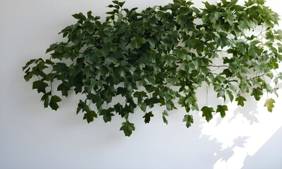Fototapeta premium Lush green ivy hanging on white wall casting shadows