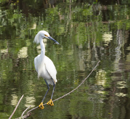 Snowy Egret outdoors in the wild