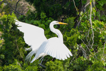 White Heron in nature