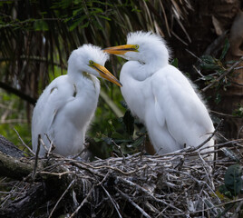 Heron chicks in their nest