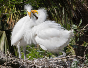 Heron chicks in their nest