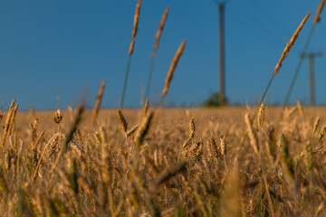 Summer hot sunny evening with golden grain and blue sky