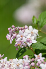 Close up of Deutzia x hybrida Mont Rose flowers in bloom