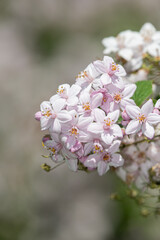 Close up of Deutzia x hybrida Mont Rose flowers in bloom