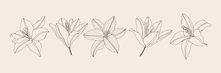 Collection of simple delicate hand drawn flowers in line art style. Trendy vector botanical sketch illustration on white background
