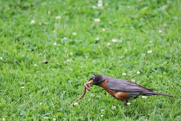 An image of an American Robin pulling a worm from the ground.