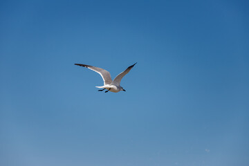 Seagull flying against blue sky