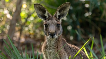 Fototapeta premium a close-up kangaroo, focused on the camera, surrounded by trees and grass in the background