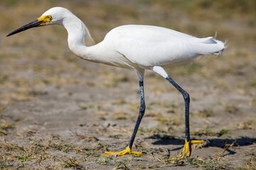 Close-up of snowy egret on a beach in Cartagena, Colombia