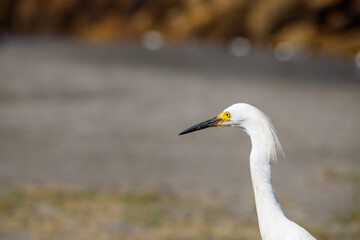 Close-up of snowy egret on a beach in Cartagena, Colombia