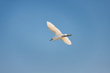 Snowy egret flying against blue sky