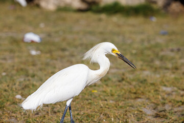 Close-up of snowy egret on a beach in Cartagena, Colombia