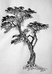 branched and spreading pine
