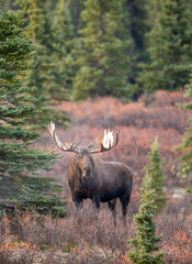 Alaska Yukon Bull Moose in Denali National Park Alaska in Autumn