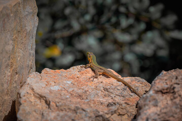lizard on a stone