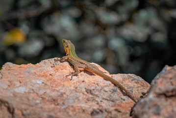 lizard on a rock