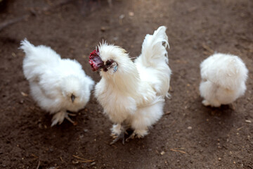 group of silkie chicken (also known as the Silky or Chinese silk chicken)
