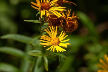 Willowleaf yellowhead, Pentanema salicinum