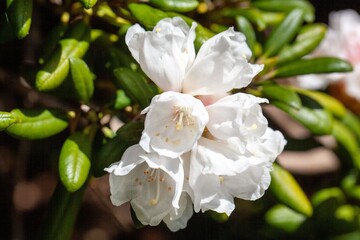 Bell-flowered rhododendron, Rhododendron campanulatum
