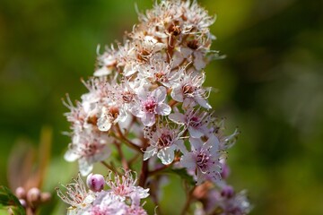 Inflorescence of a bridewort, Spiraea salicifolia