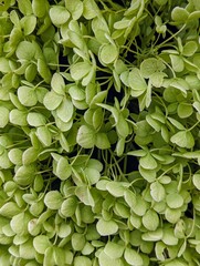 Hintergrund - Hortensienblüten in grün und weiß 