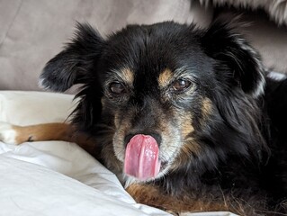 Hund streckt die Zunge raus 