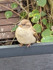 Ein Spatz als hungriger Zaungast 