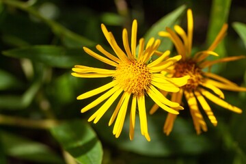 Willowleaf yellowhead, Pentanema salicinum