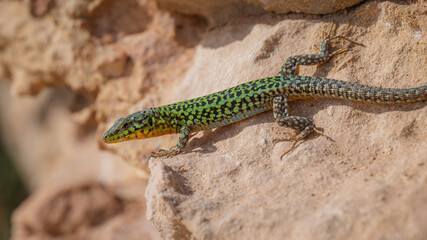 lizard on a rock