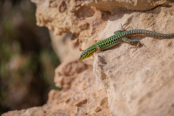 lizard on a rock