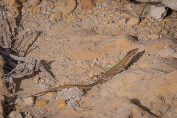 lizard on the rock