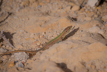 lizard on the rock