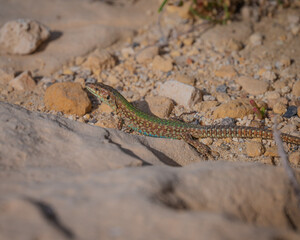 lizard on the sand