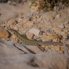 lizard on the rock