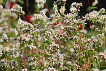 Flowering Buckwheat (Fagopyrum esculentum) plants in summer meadow