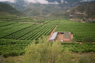 Valencia, Spain, 2024, film photograph