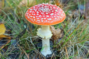 one red fresh autumn toxic poisonous beautiful dangerous hallucinogenic forest with white stem fly agaric mushroom grows in the ground among the grass during the day