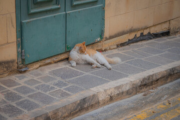 Orange cat on Gozo Island 