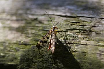 Scorpion fly on a tree stump,  male of a scorpion fly, little insect on a tree stump